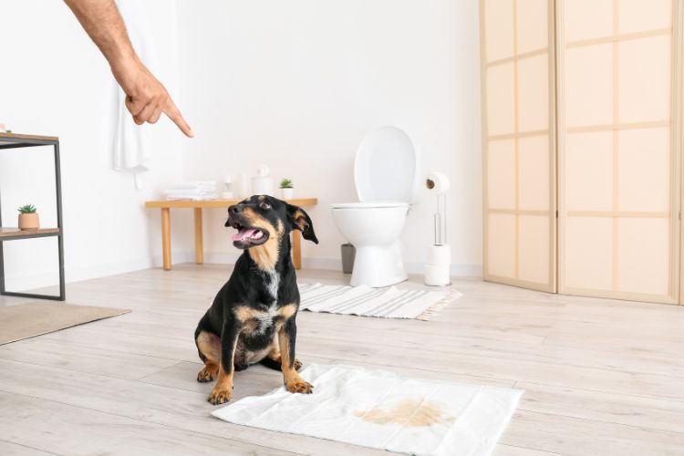 How to Remove Dog Pee from Carpets Mya Cleaning Services